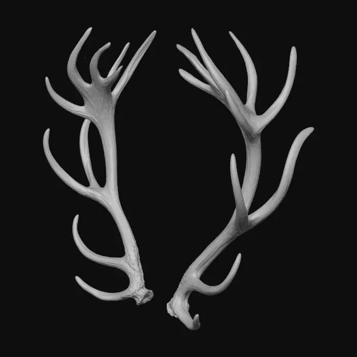 3D model for Eternal Antlers
