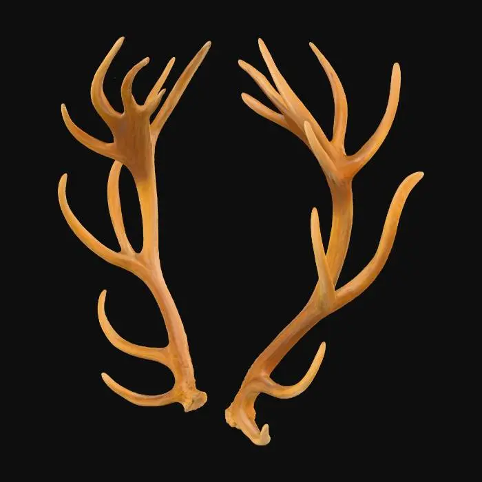 3D model for Eternal Antlers