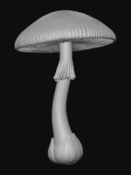 3D model for Death Cap Mushroom