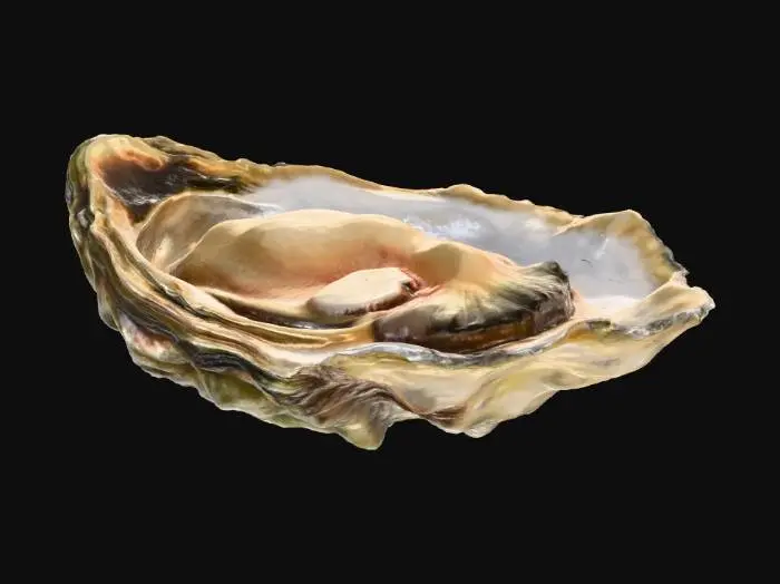 3D model for Oyster Delight