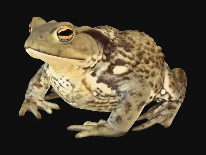 3D model for Toad on White Background