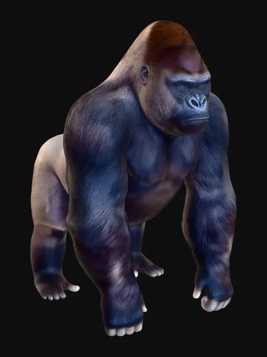 3D model for Gorilla