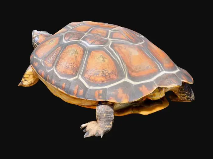 3D model for Turtle Serenity