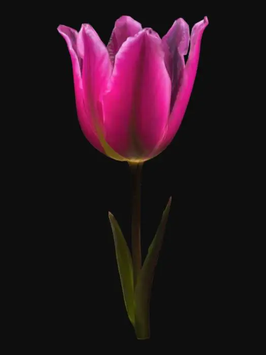 3D model for bioluminescent pink tulip