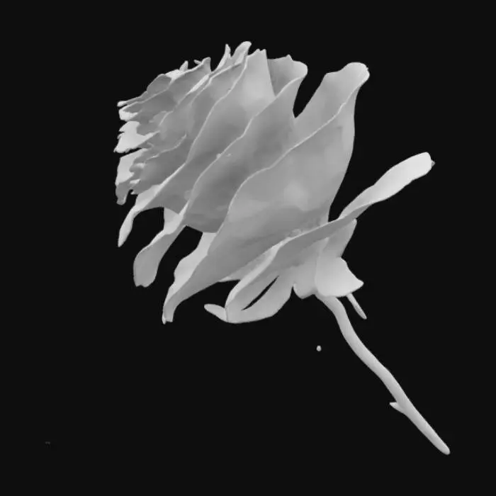 3D model for a highly detailed dried rose with veins of dark to light pink.  The rose has bloomed.  The stem is green and long.
