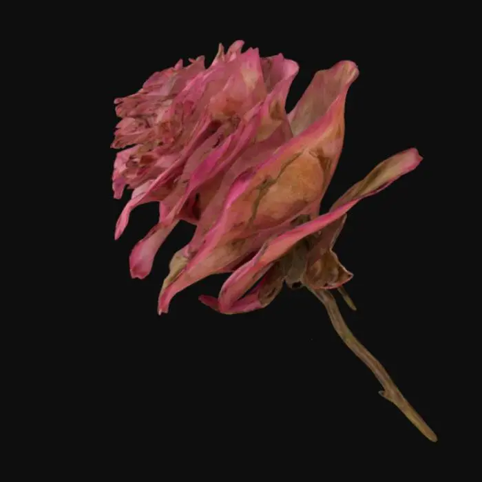 3D model for a highly detailed dried rose with veins of dark to light pink.  The rose has bloomed.  The stem is green and long.
