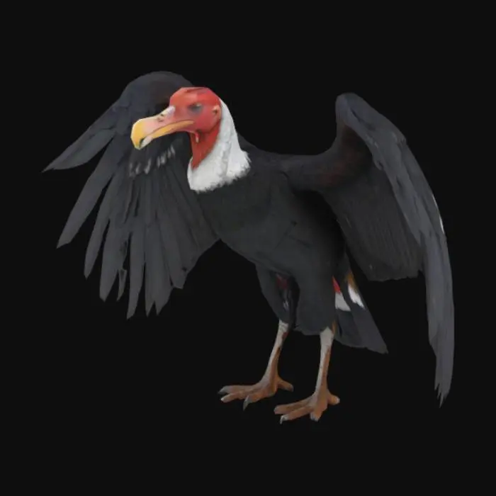 3D model for A majestic 4k Andean condor with a massive wingspan, powerful build, and black feathers. White neck ruff, bare red head, hooked beak, and broad wings with finger-like feathers. Strong talons and fan-shaped tail. Regal expression., Legend of Zelda#realistic