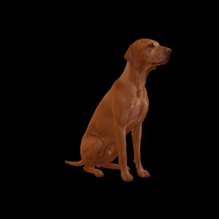 3D model for A detailed, full-body 3D model of an adult Vizsla male dog in a natural, balanced sitting pose, derived from image_58.png. The pose captures the weight on the haunches, front paws together, and the tail resting flush against the ground. The smooth, russet-gold coat and natural musculature are meticulously rendered. The complex, highly accurate geometric polygon wireframe mesh structure from image_57.png is superimposed over the entire form in the new sitting pose. Low-angle studio lighting emphasizes the 3D form and both the mesh density and coat texture. The model features clean, manifold geometry, closed mesh, and is geometrically optimized for direct FFF/FDM 3D printing.
