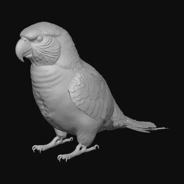 3D model for Australian animal Lorikeet parrot