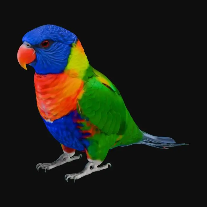 3D model for Australian animal Lorikeet parrot