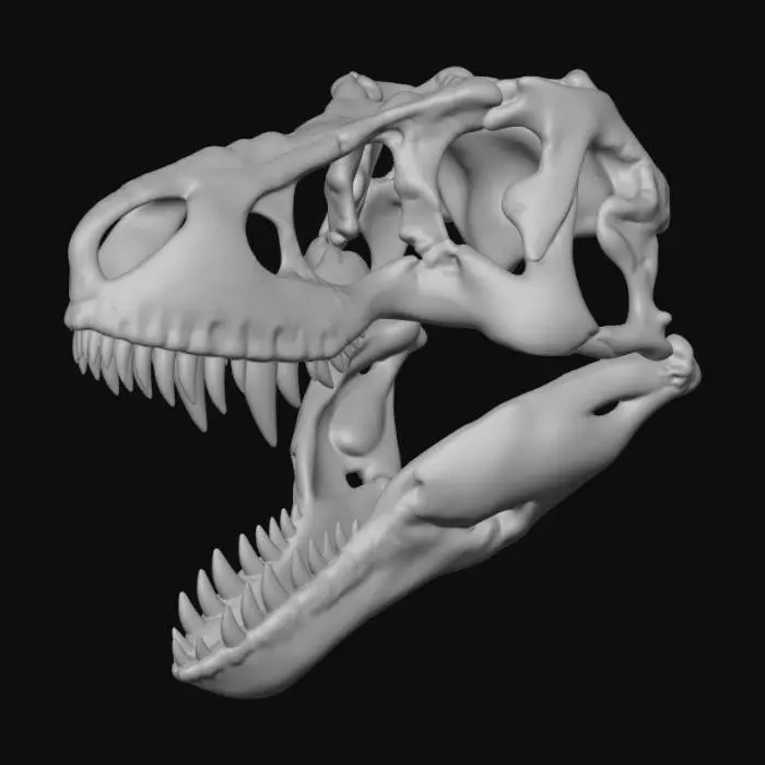 3D model for Theropod Skull 3D Model