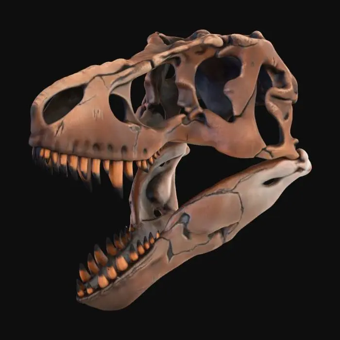 3D model for Theropod Skull 3D Model