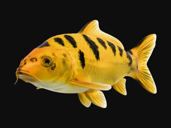 3D model for Azure Koi