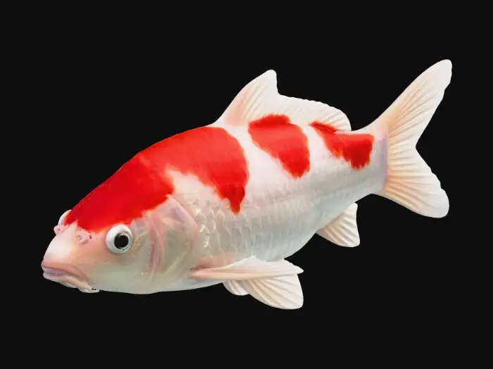3D model for Crimson Patch Koi
