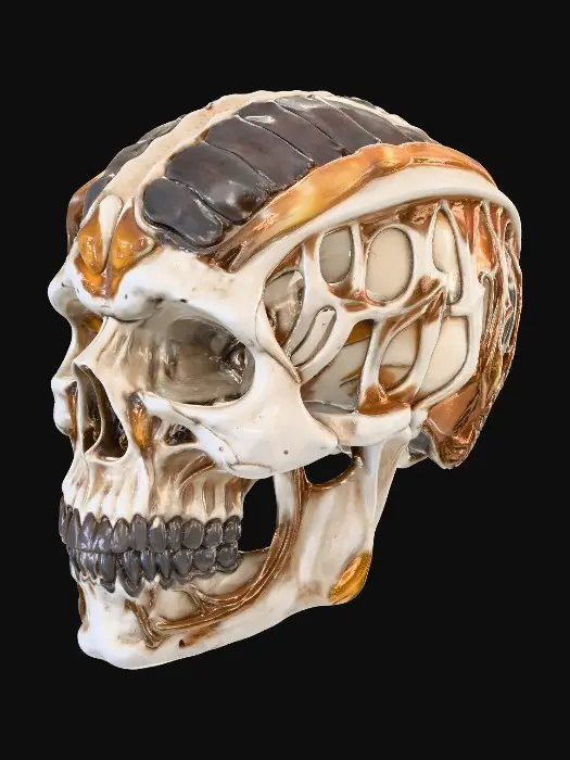 3D model for Metamorphic Skull