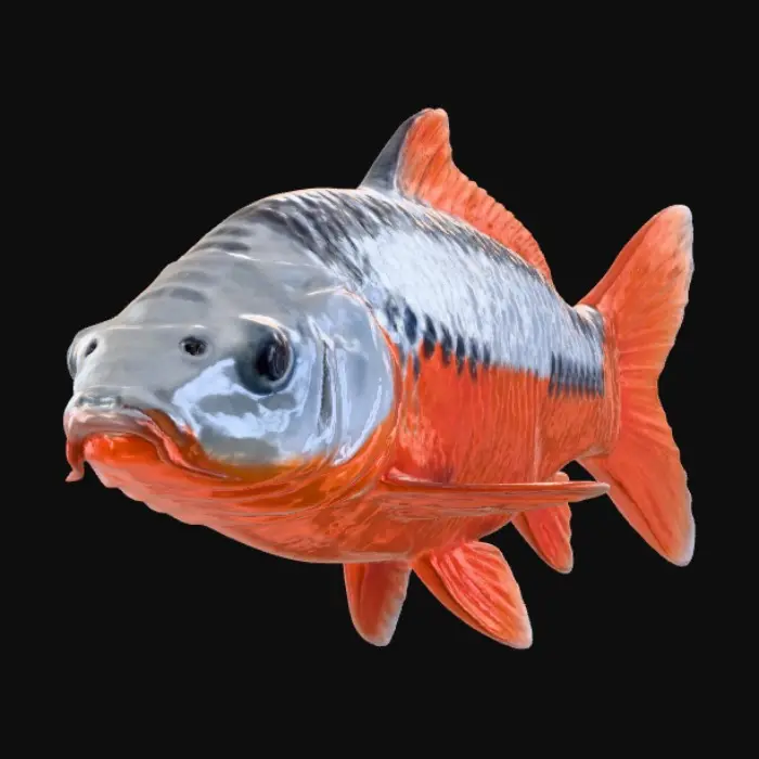 3D model for Red-Capped Black Koi