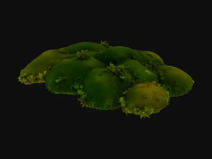 3D model for Moss