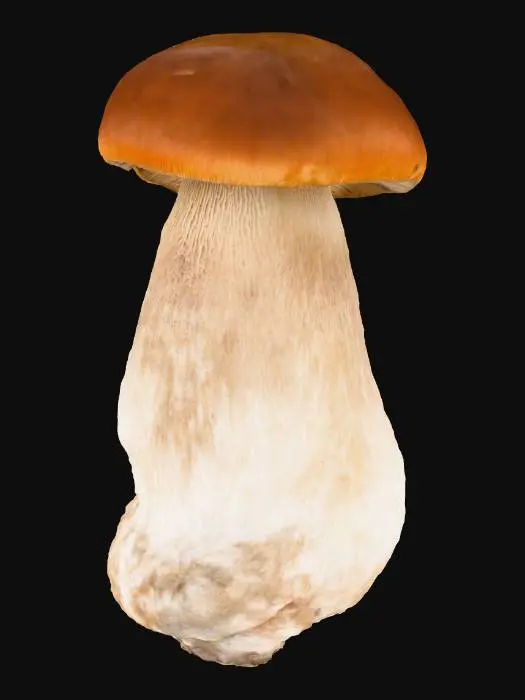 3D model for Porcini Majesty