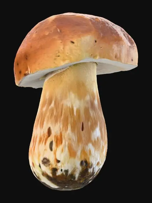 3D model for Ultra-realistic porcini mushroom, detailed texture, natural earthy colors, high-resolution for 3D model, photorealistic lighting