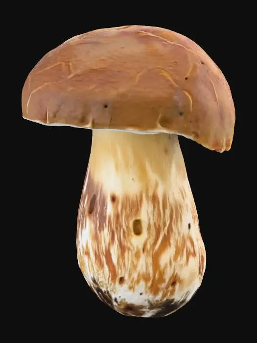 3D model for Ultra-realistic porcini mushroom, detailed texture, natural earthy colors, high-resolution for 3D model, photorealistic lighting