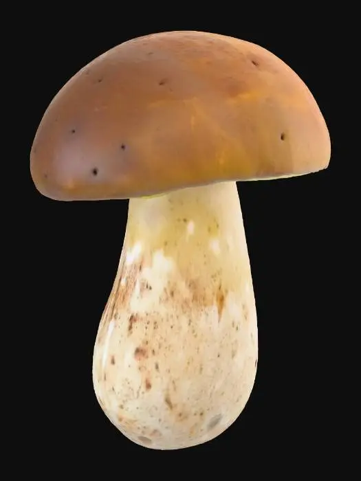 3D model for Porcini Mushroom