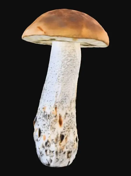 3D model for Birch Bolete Mushroom