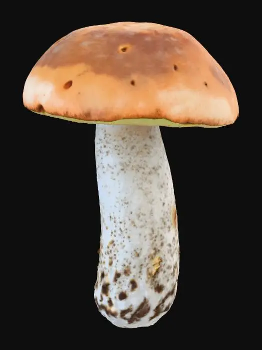 3D model for Birch bolete mushroom (Leccinum scabrum)