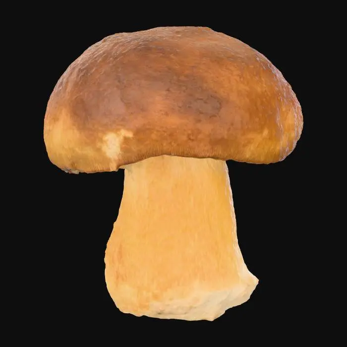 3D model for Porcini Majesty