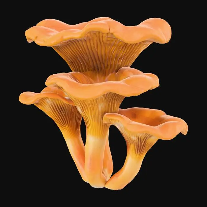 3D model for Сhanterelle mushrooms