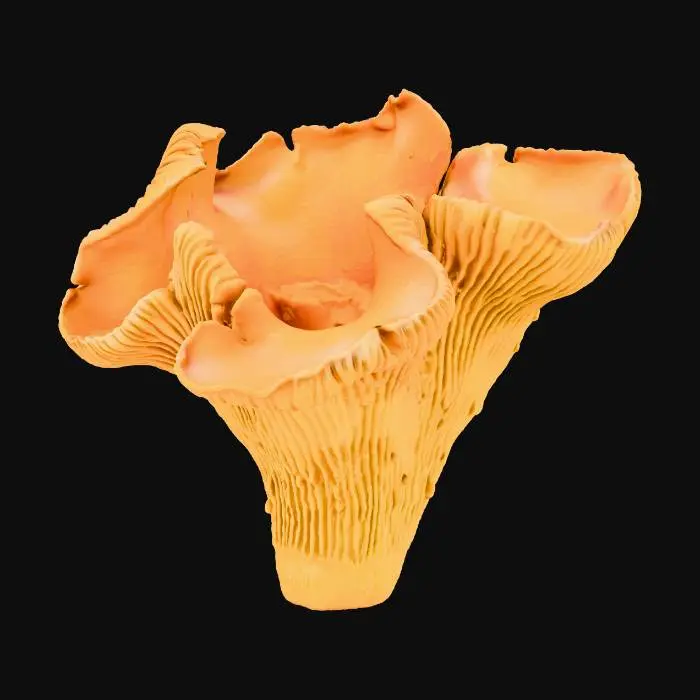 3D model for Сhanterelle mushroom