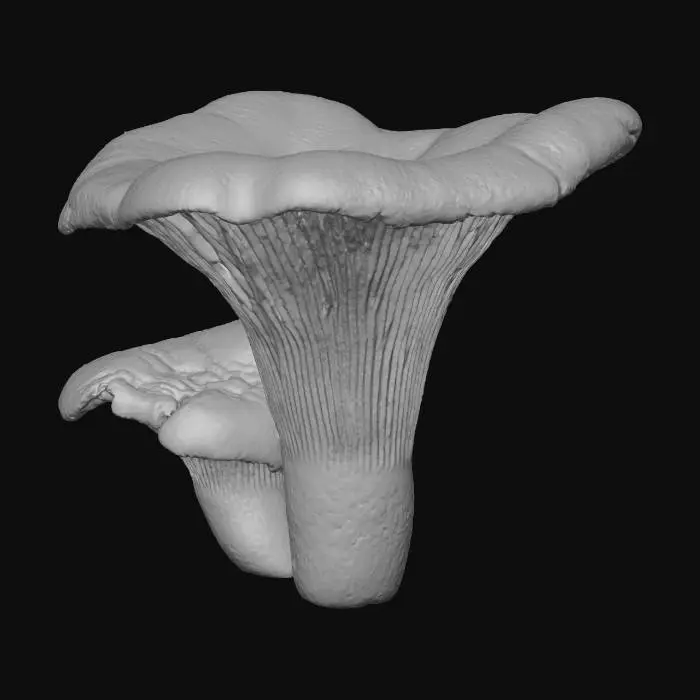 3D model for Chanterelle mushrooms couple