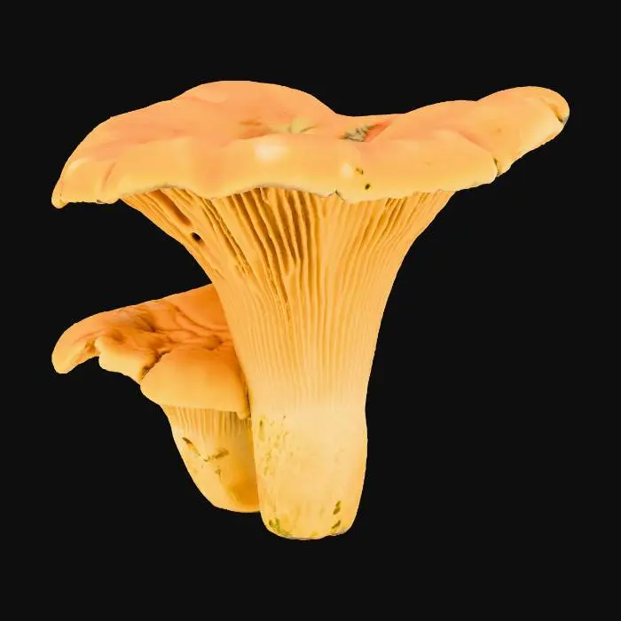 3D model for Chanterelle mushrooms couple