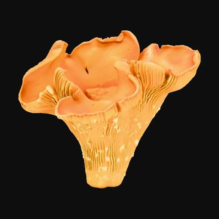 3D model for Сhanterelle mushroom