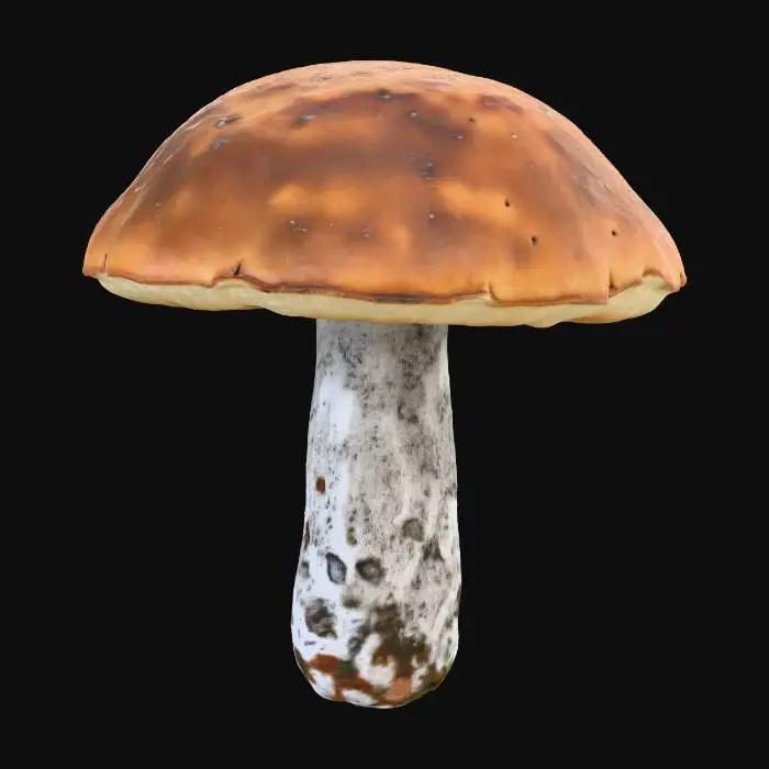 3D model for Birch bolete mushroom (Leccinum scabrum)