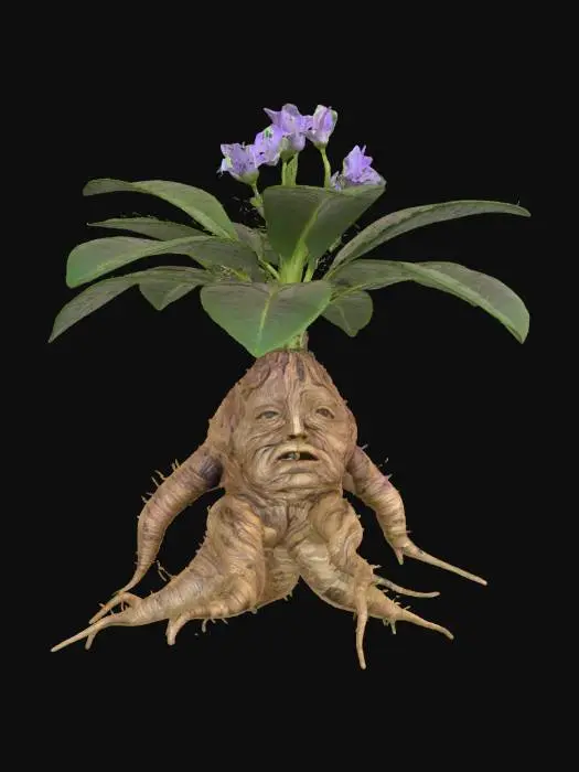 3D model for Realistic side view of a Mandrake plant (Mandragora officinarum), isolated on transparent background (PNG alpha). The full plant is visible with its thick human-shaped root, green leaves, and small pale flowers. Natural lighting, no background, 2K resolution, clean edges