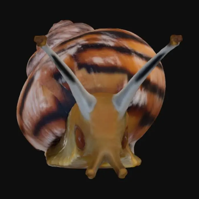 3D model for Snail on the Move