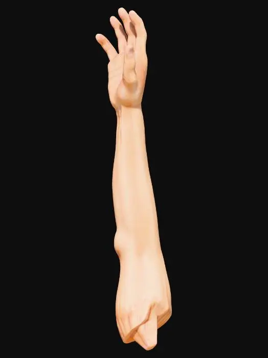 3D model for detailierte und natürliche menschliche weibliche Hand mit 5 Fingern und mit Arm bis zum Ellenbogen