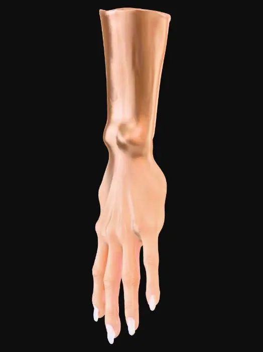 3D model for detailierte und natürliche menschliche weibliche Hand mit 5 Fingern und mit Arm bis zum Ellenbogen, keine Falten, glatte Oberfläche