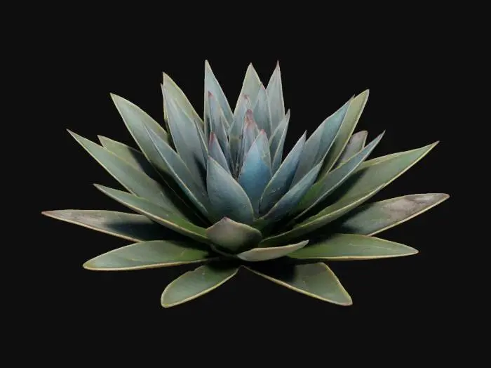 3D model for agave plant