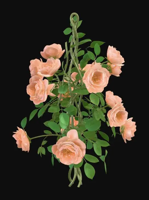 3D model for Cascade of Peach Roses