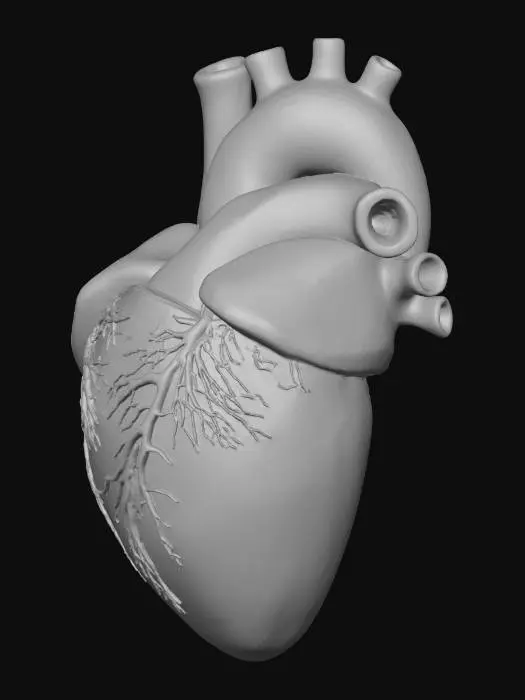 3D model for Gerçekçi bir insan kalbi modeli, sol ve sağ atrium ile ventrikülleri net bir şekilde ayrılmış olarak gösterir. Yüzeyinde detaylı koroner ve pulmoner arterler canlı kırmızı ve mavimsi tonlarda kıvrılır. Esnek, hafifçe nemli görünümlü bir kas dokusu dokusuna sahip, anatomik olarak doğru, pürüzsüz ancak ince damarlı bir yüzey sunar. Tıbbi eğitim için ideal, karmaşık iç yapılar dış hatları belli eden sağlam bir yapıya sahiptir.
