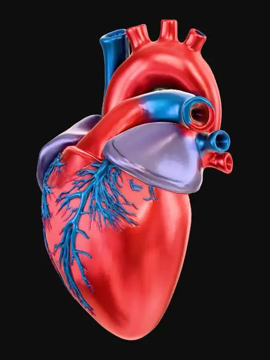 3D model for Gerçekçi bir insan kalbi modeli, sol ve sağ atrium ile ventrikülleri net bir şekilde ayrılmış olarak gösterir. Yüzeyinde detaylı koroner ve pulmoner arterler canlı kırmızı ve mavimsi tonlarda kıvrılır. Esnek, hafifçe nemli görünümlü bir kas dokusu dokusuna sahip, anatomik olarak doğru, pürüzsüz ancak ince damarlı bir yüzey sunar. Tıbbi eğitim için ideal, karmaşık iç yapılar dış hatları belli eden sağlam bir yapıya sahiptir.
