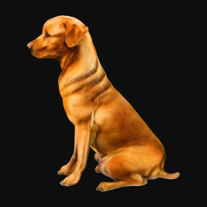 3D model for Labrador in the Meadow