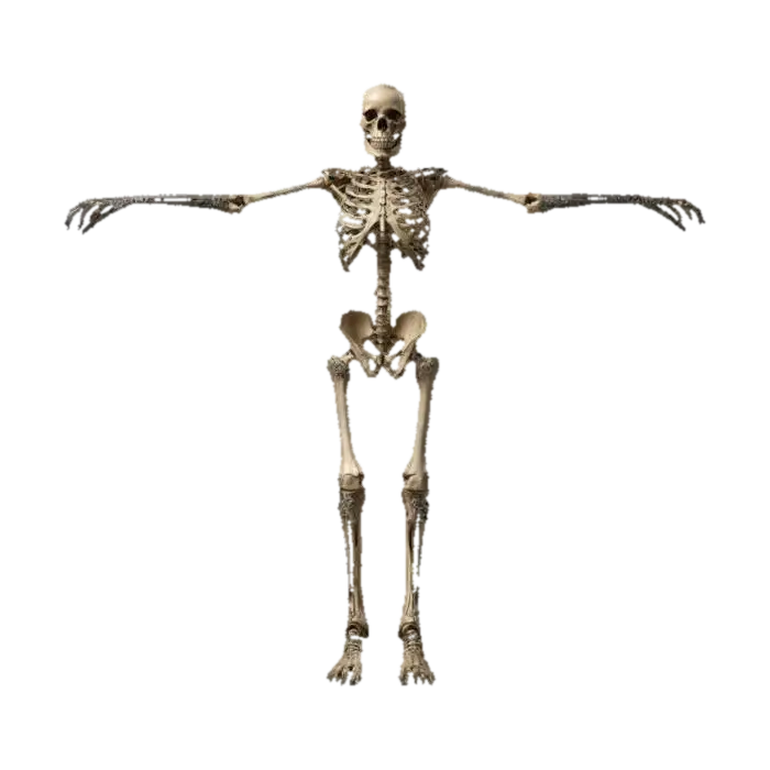 Mô hình 3D Skeleton Pose - Skeletal, được tạo bằng AI