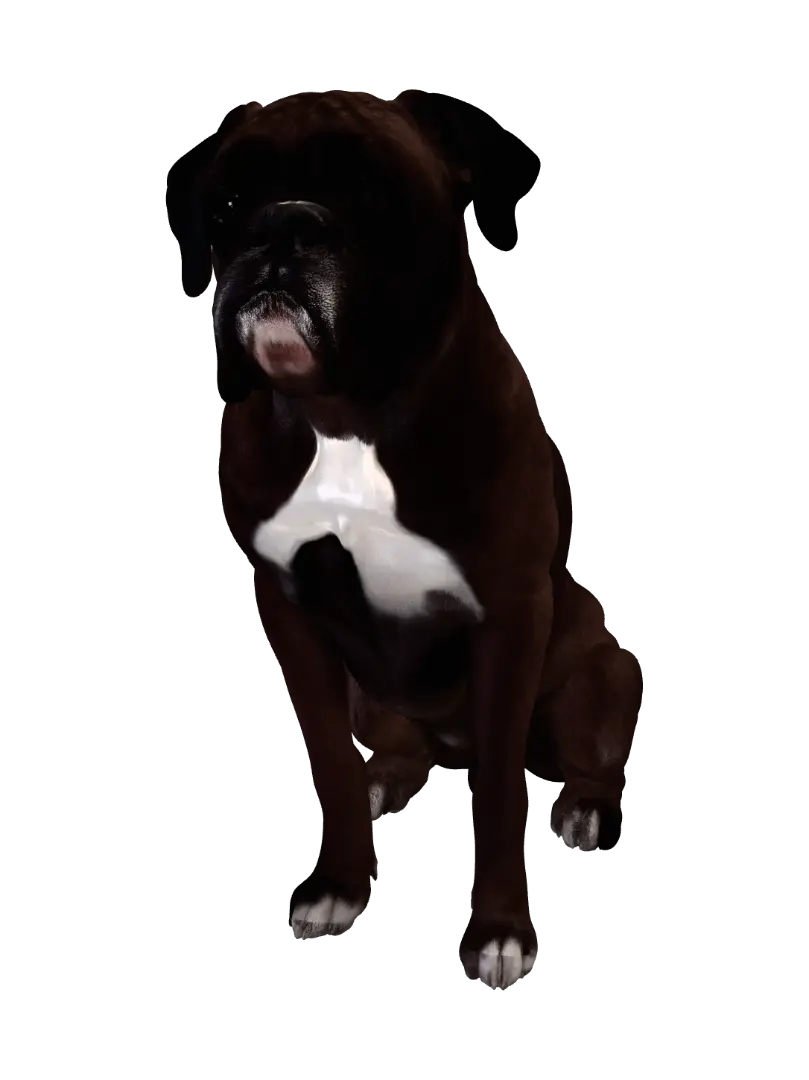 Boxxer Hund - Neutralpose 3D model, vytvořený pomocí AI