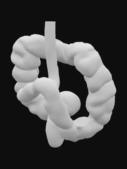 3D model for large bowel, colon model medical realistic pbr