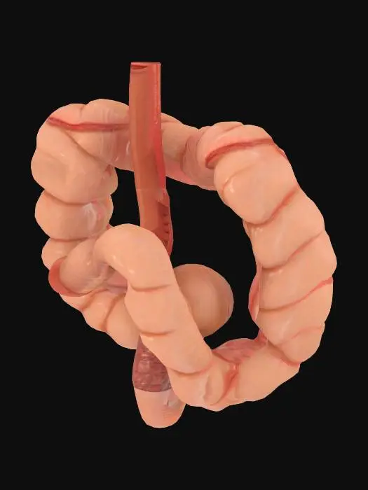 3D model for large bowel, colon model medical realistic pbr
