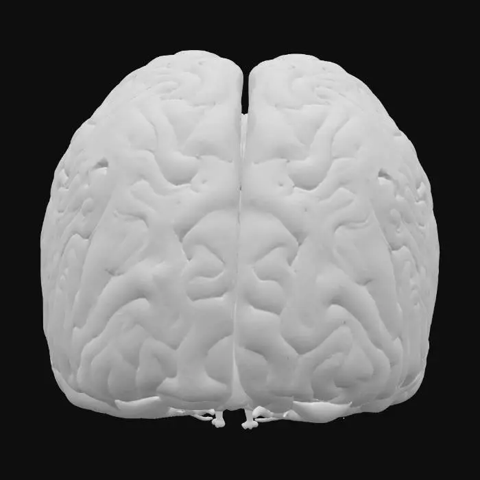 3D model for Anatomy of the Brain