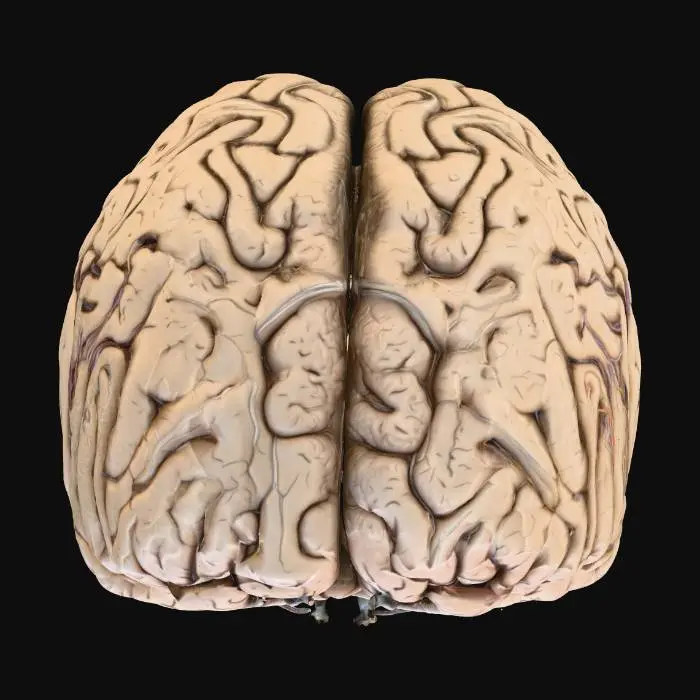 3D model for Anatomy of the Brain
