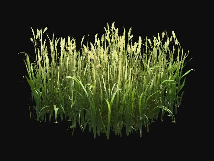 3D model for Sunlit Pathway Through the Grass